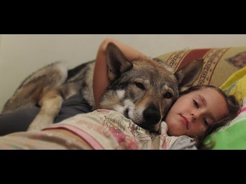Видео: Сzechoslovak Wolfdog. Чехословацкий влчак. Коротко от щенка до двухлетнего пса. Собачья жизнь