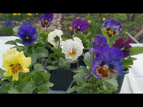 Видео: Виола (анютины глазки) Фризл Сизл