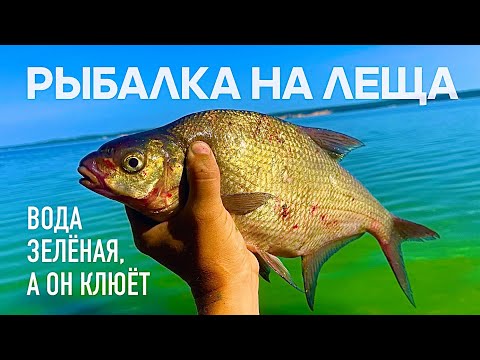 Видео: РЫБАЛКА НА ЛЕЩА! ЗЕЛЕНАЯ ВОДА, А ОН КЛЮЕТ!