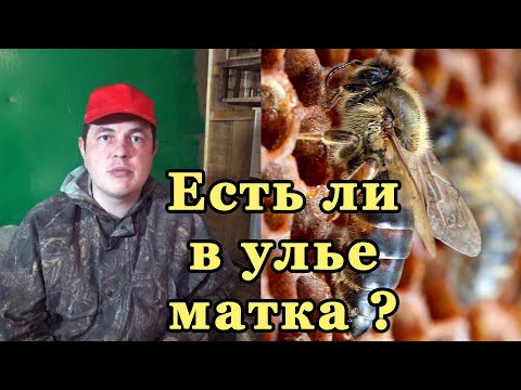 Видео: Как узнать есть ли матка в улье. Пчелиная семья без матки