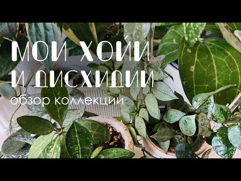 Видео: Обзор коллекции: Мои Хойи и Дисхидии.