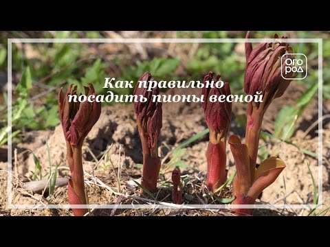 Видео: Как правильно посадить пионы весной