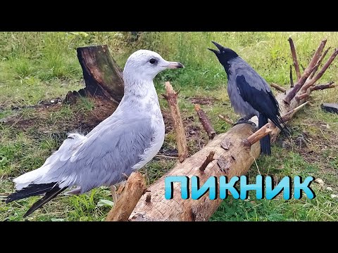 Видео: Чайка, ворона и собака на пикнике