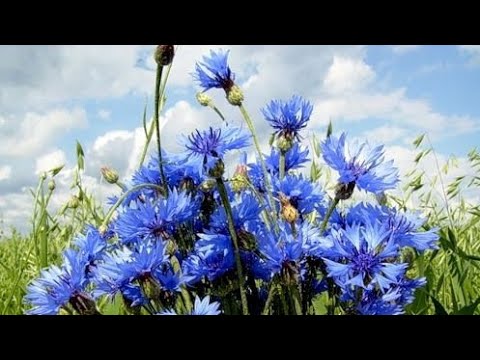 Видео: Mixacь Лынькoў - Baciлькi.(Васильки)