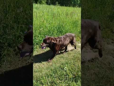 Видео: Лабрадору Аппе 13 лет, она поддерживает форму 👍 бордер колли набирают форму для занятий аджилити