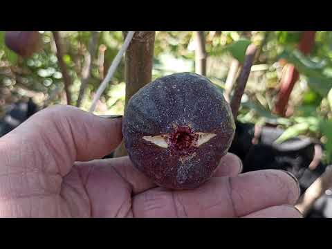 Видео: Вересень. Достигає інжир