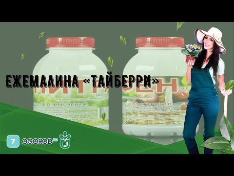 Видео: Ежемалина «Тайберри»
