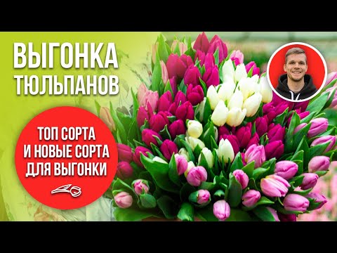 Видео: Топовые сорта для выгонки тюльпанов