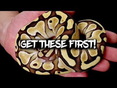 Видео: Пять шаровидных питонов станут первыми!