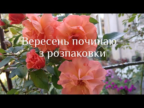 Видео: Розпаковка від Ілони 🥰. Трохи про злаки і котячі непереливки. 