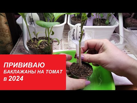 Видео: ПРИВИВАЮ БАКЛАЖАНЫ НА ТОМАТ В 2024