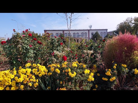 Видео: Осенние зарисовки. Ул. Байтурсынова и парк рядом с акиматом.