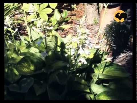 Видео: Хоста в саду. Ландшафтные хитрости серия 49