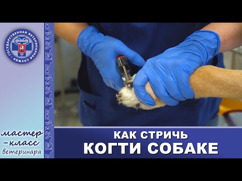 Видео: Стрижка когтей собаке: мастер-класс ветеринарного врача.