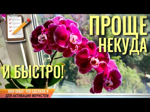 Видео: ❗️ПРОЩЕ НЕКУДА И БЫСТРО! ЧТО СДЕЛАЛА Я ДЛЯ АКТИВАЦИИ МЕРИСТЕМ?! ВСЕГО ОДНО ДОПОЛНЕНИЕ К УХОДУ! 100%👍