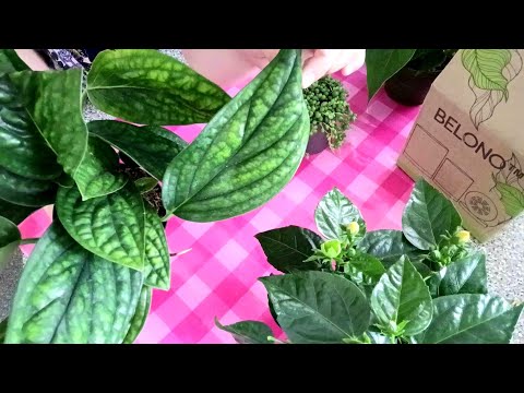 Видео: 🍃Зеленые Новинки🍃#Belono Шикарные Цветочные Горшки🪴Пересадка Гибискуса🍃