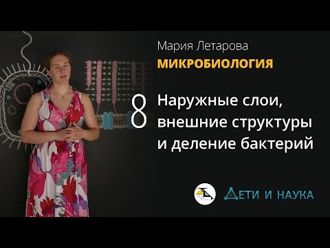 Видео: 8. Наружные слои, внешние структуры и деление бактерий. Микробиология 10 - 11 класс