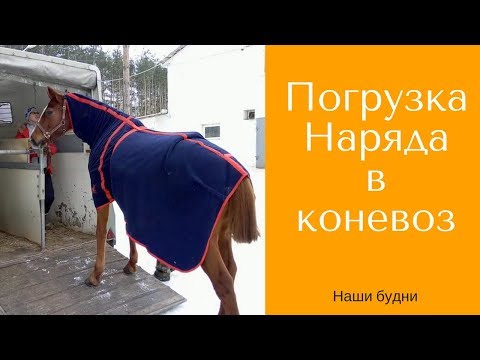Видео: Погрузка лошади в коневоз / Дивные Кони