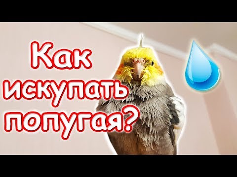 Видео: Как правильно купать попугая? Приучение попугая к купанию. | Рокки Life