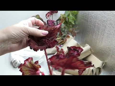 Видео: Очередная посылка. Бегонии🔥🔥🔥ч. 1 #бегония #комнатныерастения #бегонии #распаковкапосылок