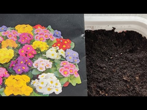 Видео: #квіти Перші всходи ПРИМУЛИ! Перевірений метод вирощування примули з насіння