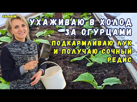 Видео: УХАЖИВАЮ ЗА ОГУРЦАМИ В ХОЛОД, Поливаю Томаты, Подкармливаю Лук и Получаю Сочный Редис. @GALABUM