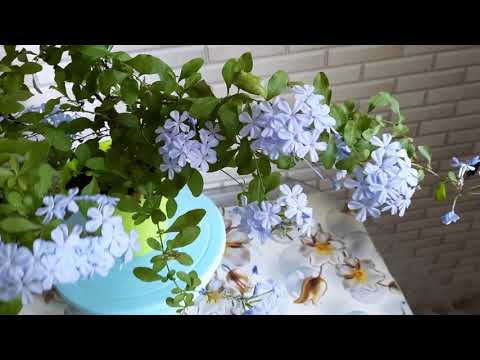 Видео: #Свинчатка / Плюмбаго. Маленький секрет- красивого растения.