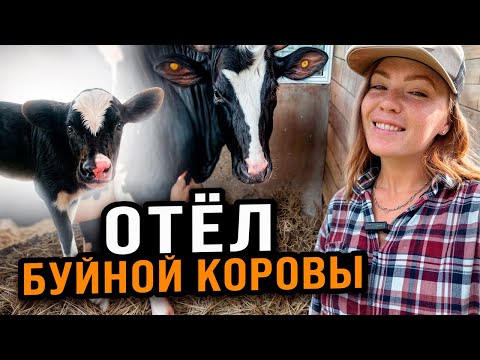 Видео: ОТЁЛ ДИКОЙ КОРОВЫ | Как прошли роды у первотёлки, кого родила корова?