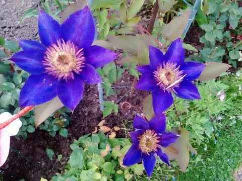 Видео: Шикарный Клематис ,  черенкование  и укоренение в июле. . стоит посмотреть .