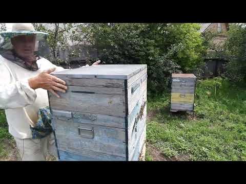 Видео: Смотрим что у улья монстра внутри.