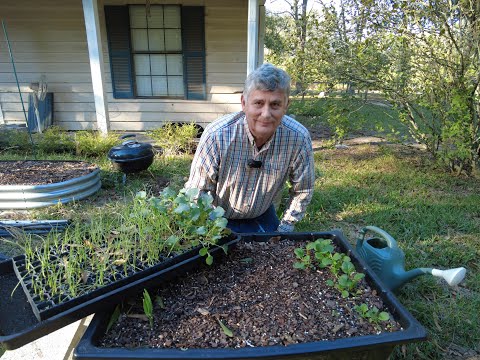 Видео: Выращивайте собственные фрукты в Техасе в контейнерах, салат, фруктовые деревья, брокколи и лук.