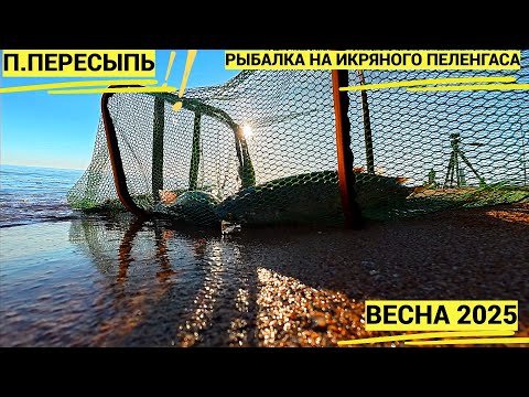 Видео: Рыбалка 2025 на пеленгаса.Рыбка порадовала, уставшие но с чувством насыщения поехали домой!!!