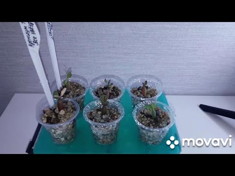 Видео: КОМНАТНЫЕ РАСТЕНИЯ(ЦВЕТЫ).ЗАНИМАЮСЬ АДЕНИУМАМИ.ЧТО ДАЛЬШЕ...