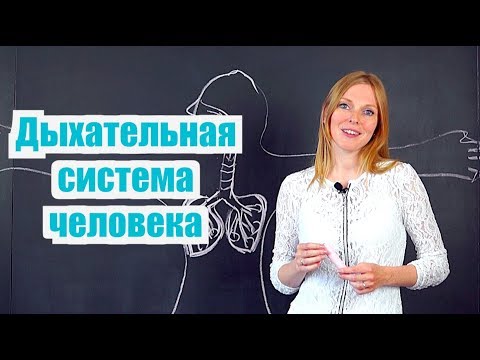 Видео: Биология | Как мы дышим? Дыхательная система человека