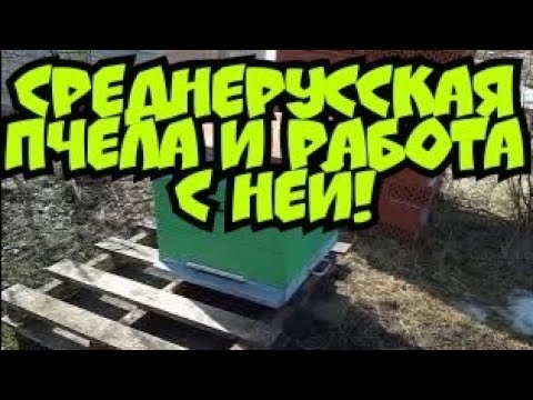 Видео: Работа с самой "сложной" пчелой!Работа с Среднерусской породой пчёл!#пчеловодство #пчёлы #природа