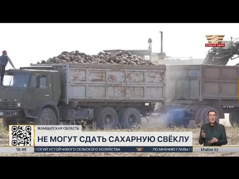 Видео: Фермеры Жамбылской области не могут сдать сахарную свёклу на переработку