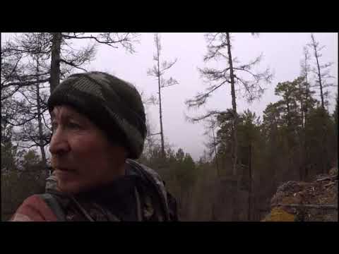 Видео: Охота с собаками ранняя осень сезон 2020, часть 1