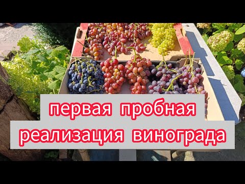 Видео: Виноград на 3 сентября2025. Первая пробная реализация урожая.