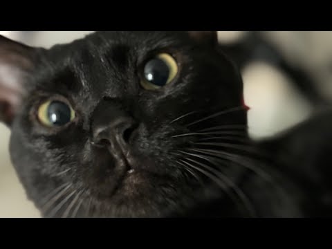 Видео: Зөвхөн миний муурнуудад хайртай хайрууддаа ❤️