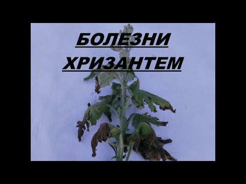 Видео: БОЛЕЗНИ ХРИЗАНТЕМ