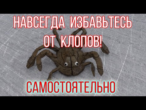 Видео: Клопы | Избавление от клопов| 100гарантия!!!