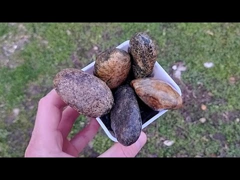 Видео: Нужен ли дренаж для кактусов и суккулентов?