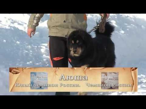 Видео: тибетские мастифы