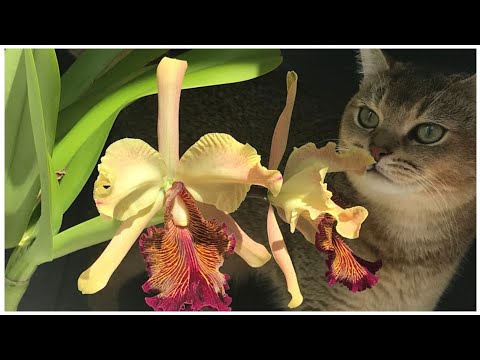 Видео: Cattleya dowiana, часть 2. Раскрываю секреты ухода.