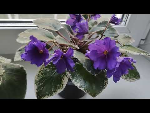 Видео: Фиалки. Несколько сортов из моей коллекции