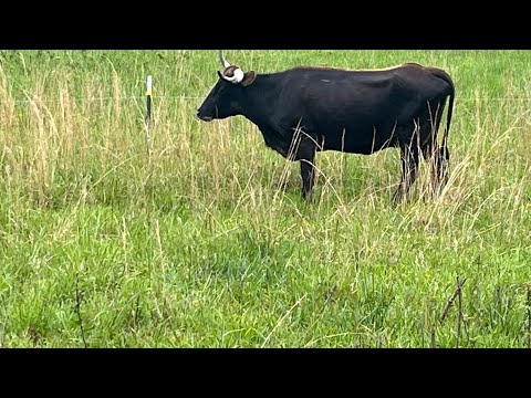 Видео: Практическая фертильность при корово-телятном хозяйстве