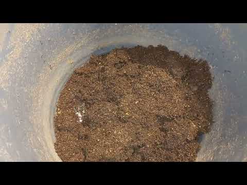 Видео: Выманивание ювенила калифорнийского червя!