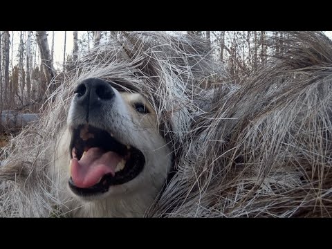 Видео: Приключения пушистой банды ! 2 .   Furry Gang Adventures! 2