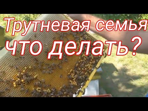 Видео: ТРУТНЕВАЯ СЕМЬЯ, МЕТОД БРАТЬЕВ ЧЕБУЗДЕНЫХ.УБОРКА ФАЦЕЛИИ ВРУЧНУЮ.ПАСЕКА 2021. ЧАСТЬ ПЕРВАЯ