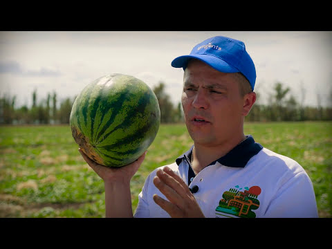 Видео: Овощная усадьба-2015. Арбуз